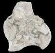 Mosasaur (Platecarpus) Dorsal Vertebrae - Kansas #54516-1